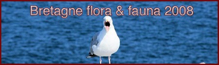 fotos-flora-fauna-bretagne