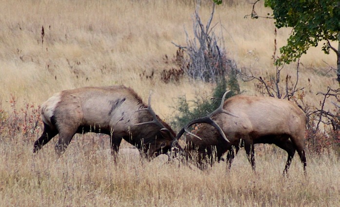 2 vechtende Elks