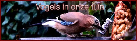 vogels-in-onze-tuin