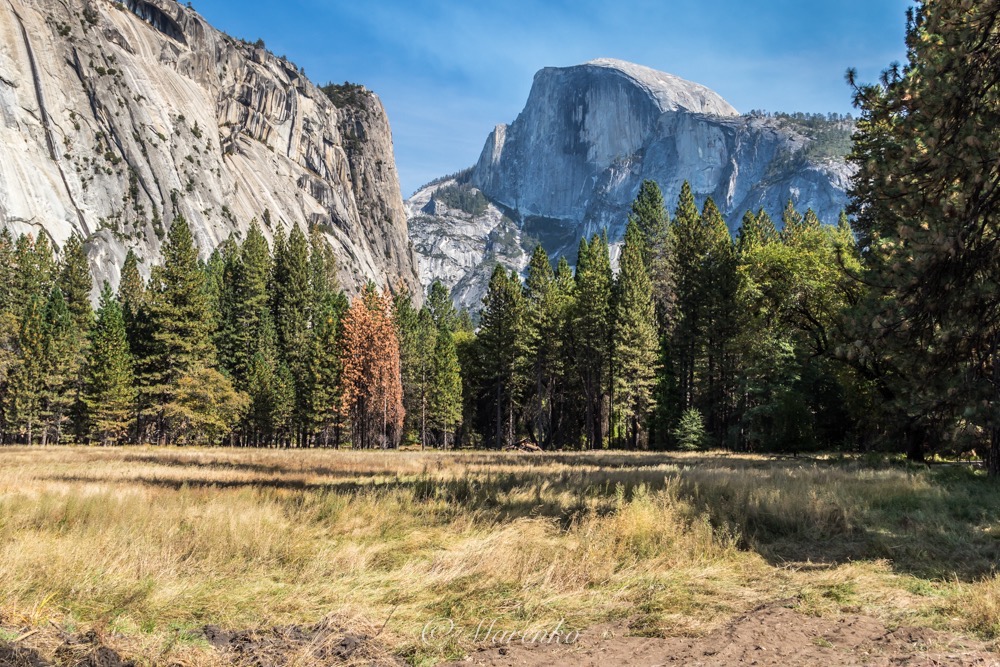 yosemite-221 med hr