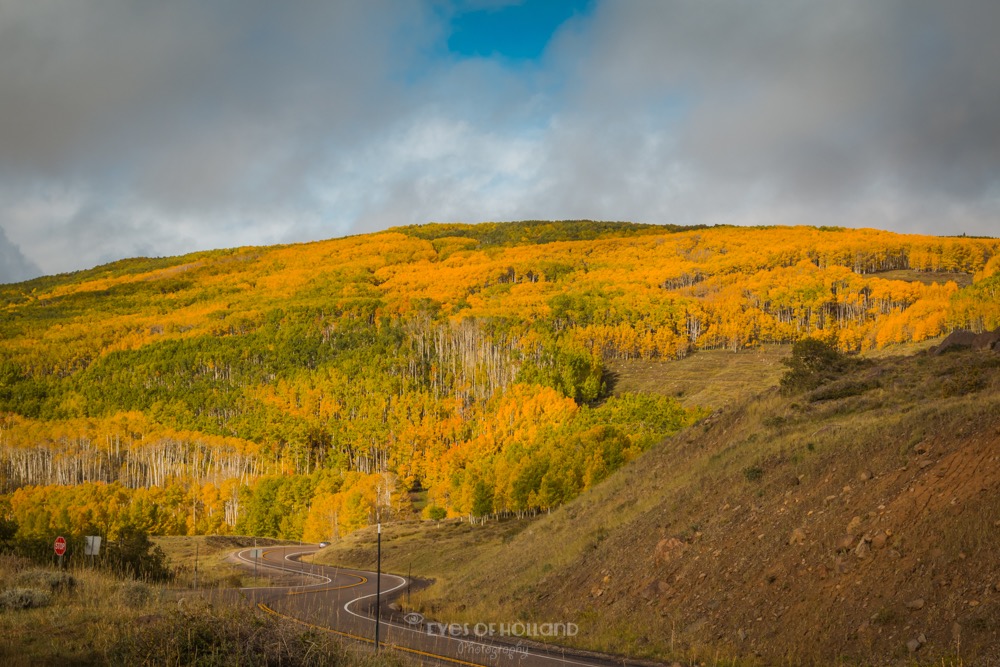 Gele aspen langs de route