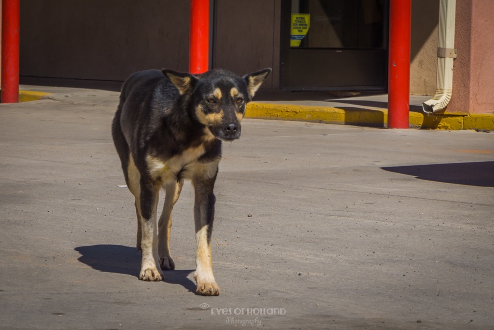 indian dog