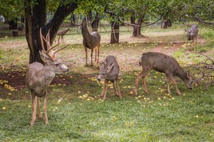 Hertjes op Fruita Campground