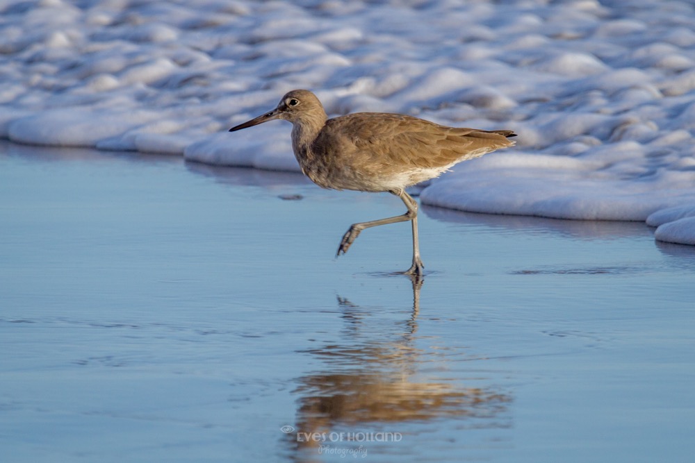 strandloper