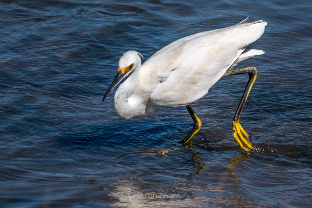 snowy egret