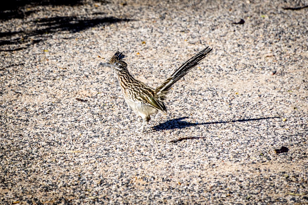 Ren koekoek (roadrunner)