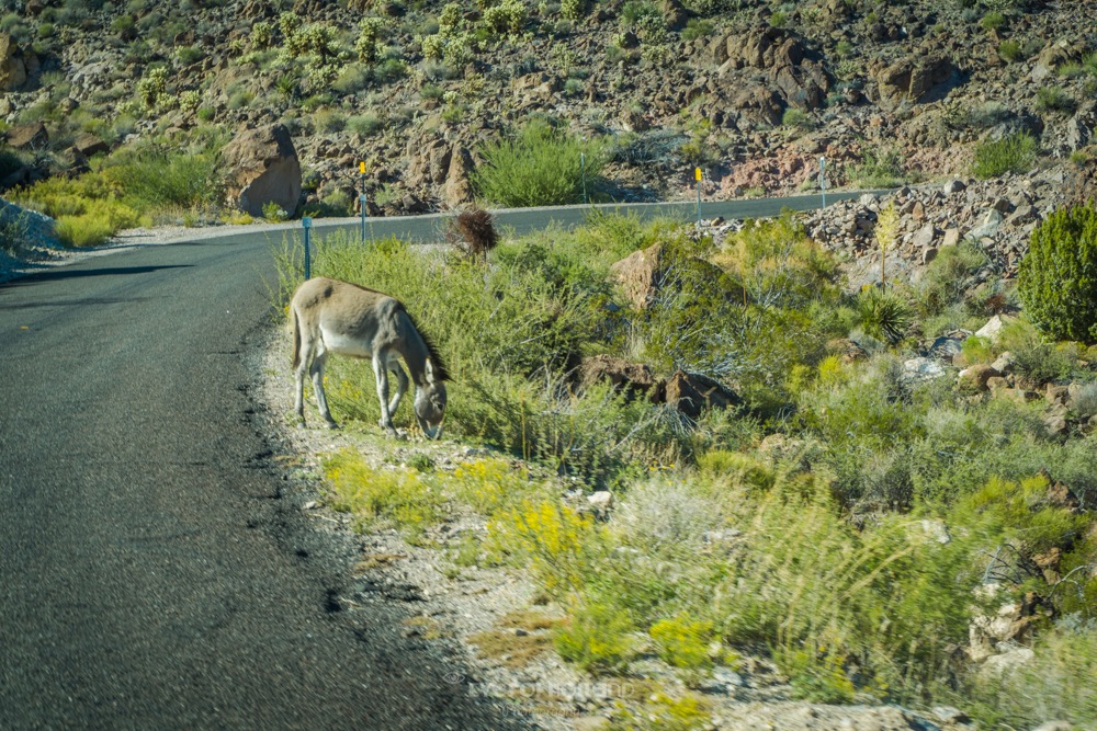 De weg naar Oatman