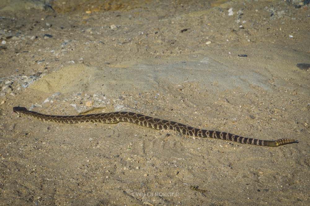 rattle snake