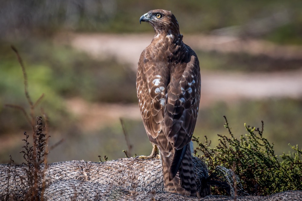 redtailed hawk