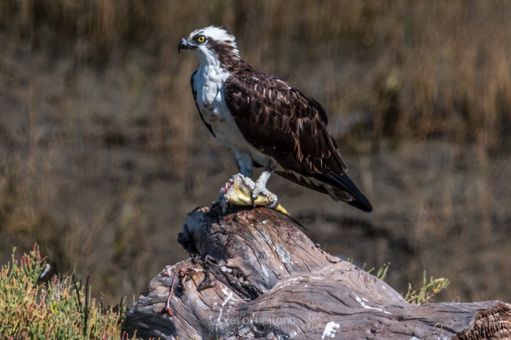 osprey