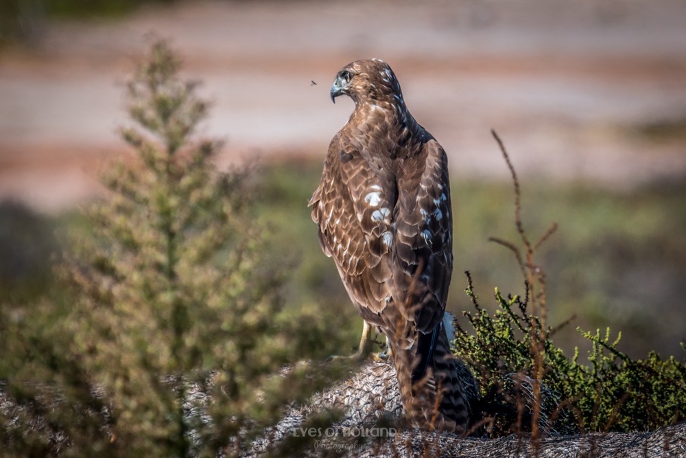 redtailed hawk