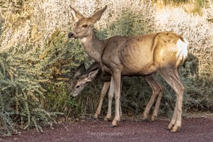 Hertjes in Zion