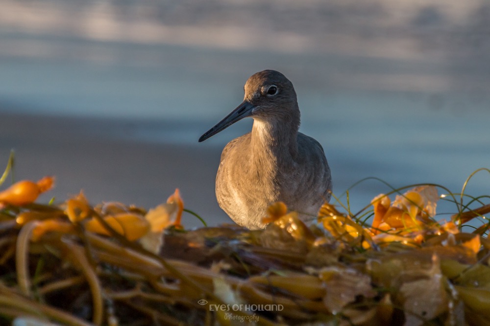 strandloper