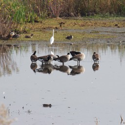 Ganzen en een witte reiger