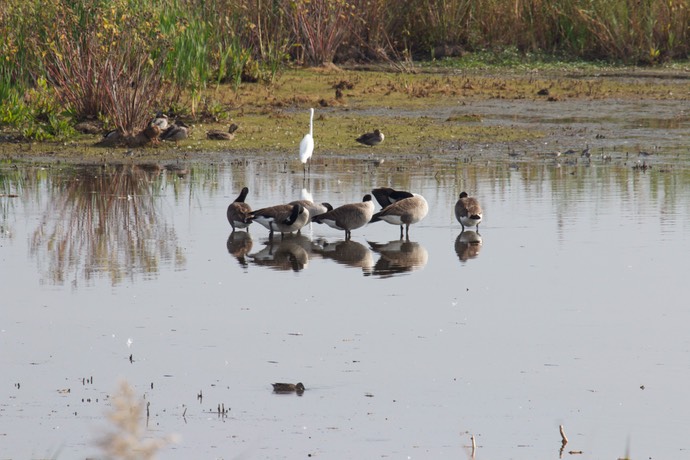 Ganzen en een witte reiger