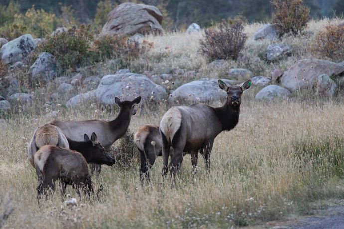 Elks in Moraine park