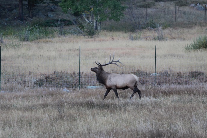 Elk Bull in Rocky mountain national park