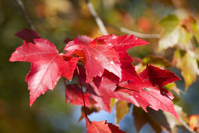 Herfstbladeren