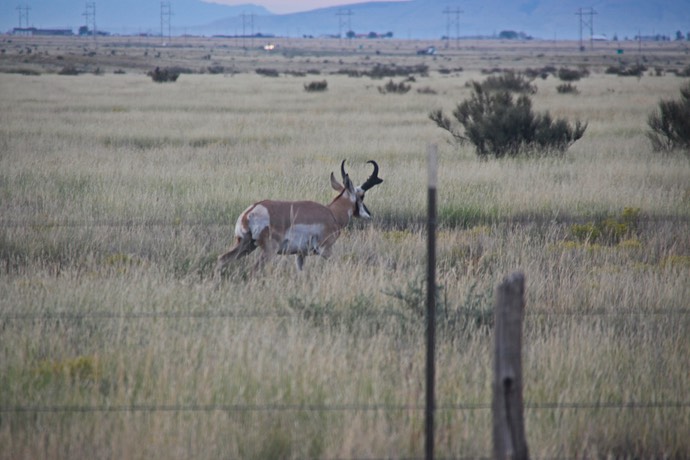 Pronghorn antilope