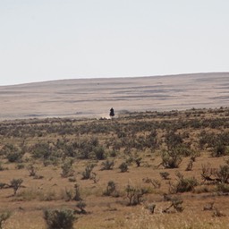 Lone some cowboy