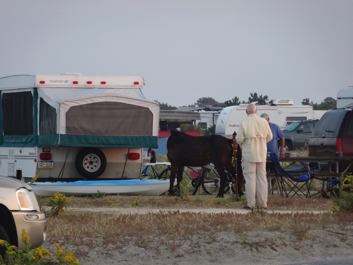 Asseteague state park campground