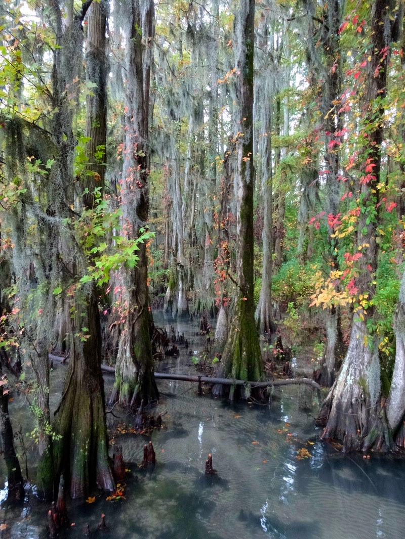 Pettigrew state park