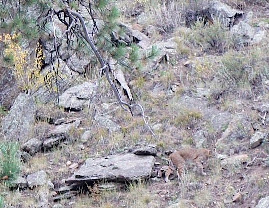 Lynx mama en lynx baby