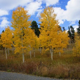 Gele bomen