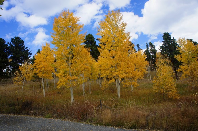 Gele bomen