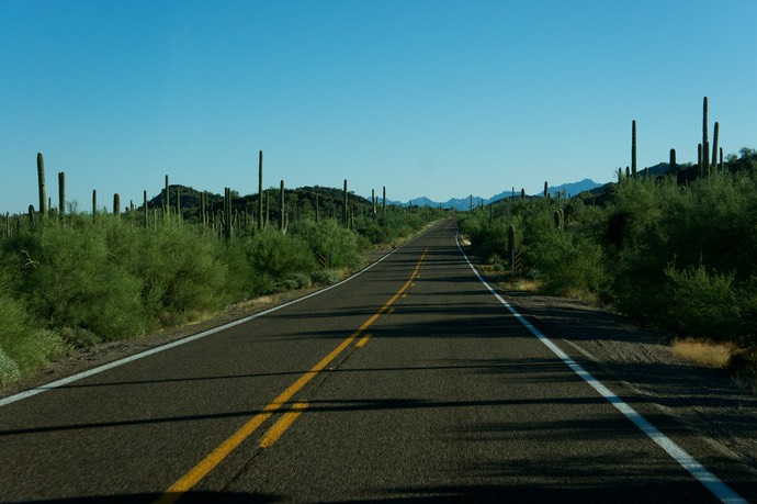 Cactussen langs de weg naar Organ pipe cactus national monument