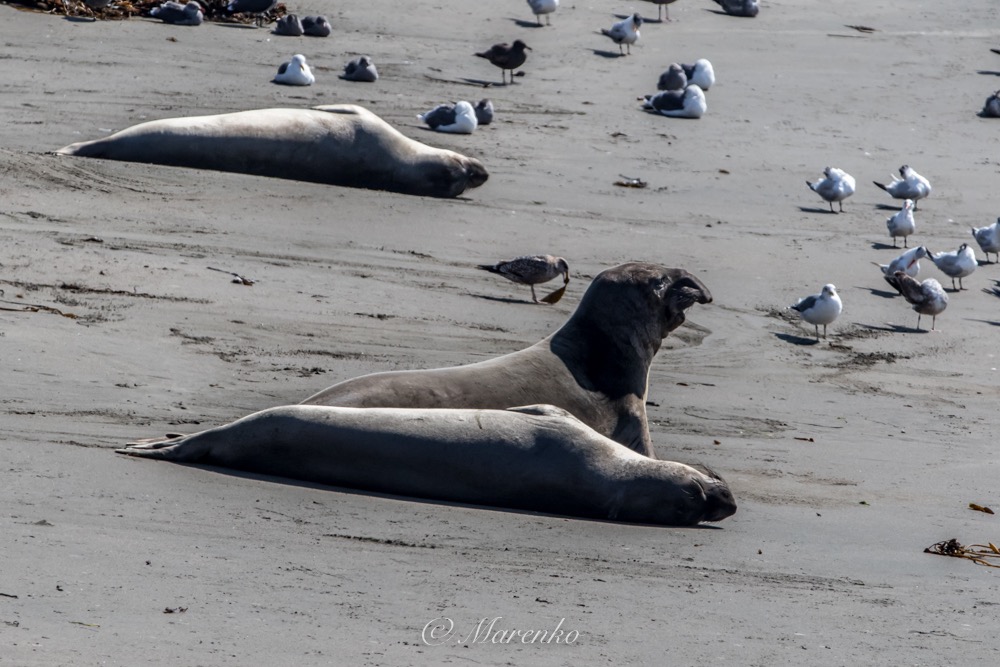 elephant-seals-11