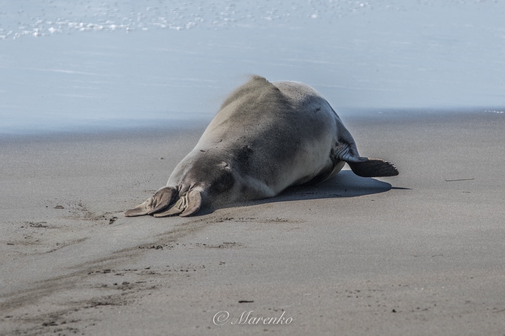 elephant-seals-19