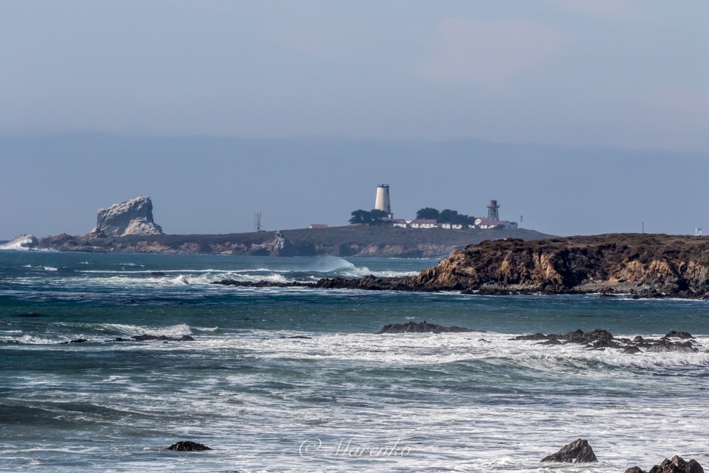 elephant-seals-2