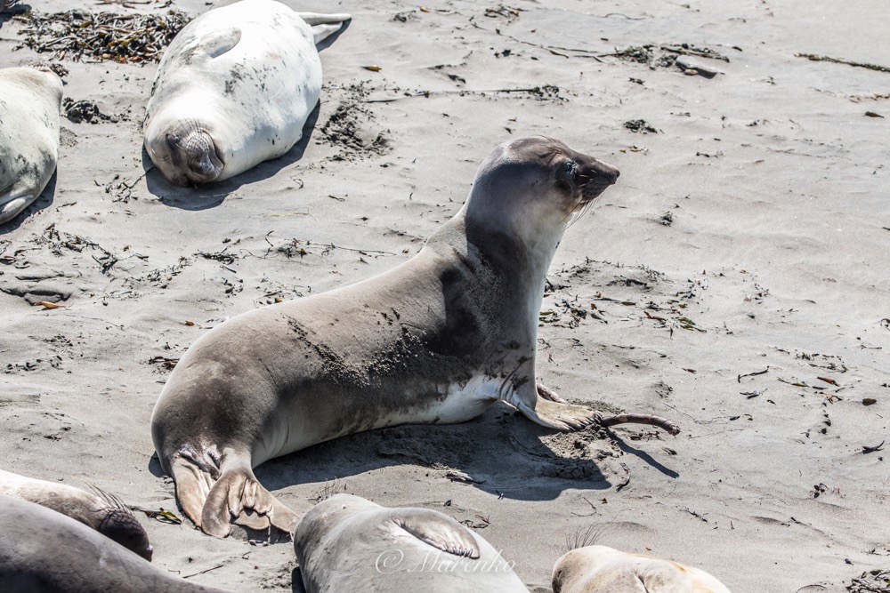 elephant-seals-9