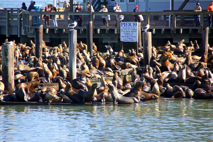 Zeeleeuwen bij pier 39 in San Francisco