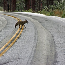 Coyote steekt de weg over