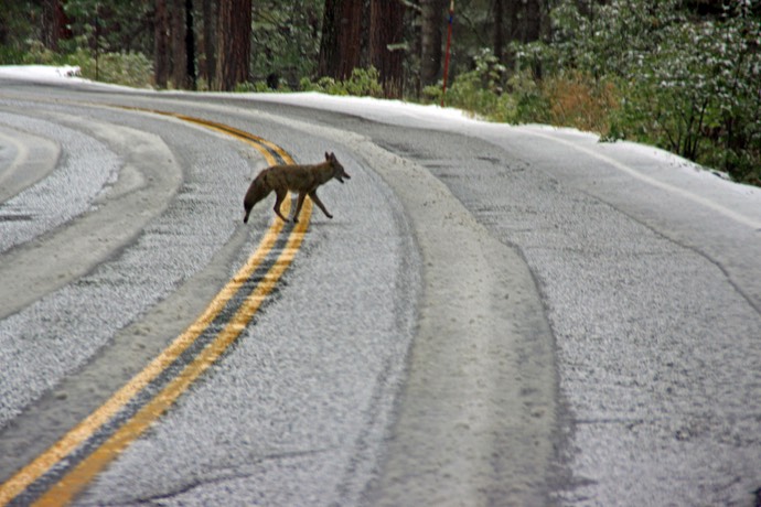 Coyote steekt de weg over