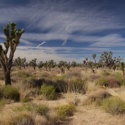 Joshua Trees