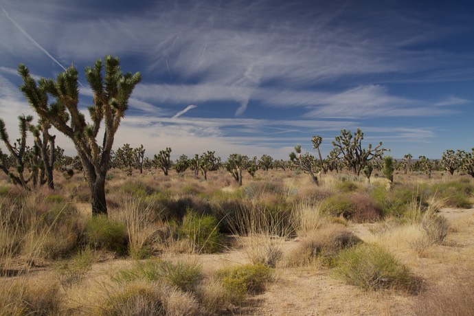 Joshua Trees