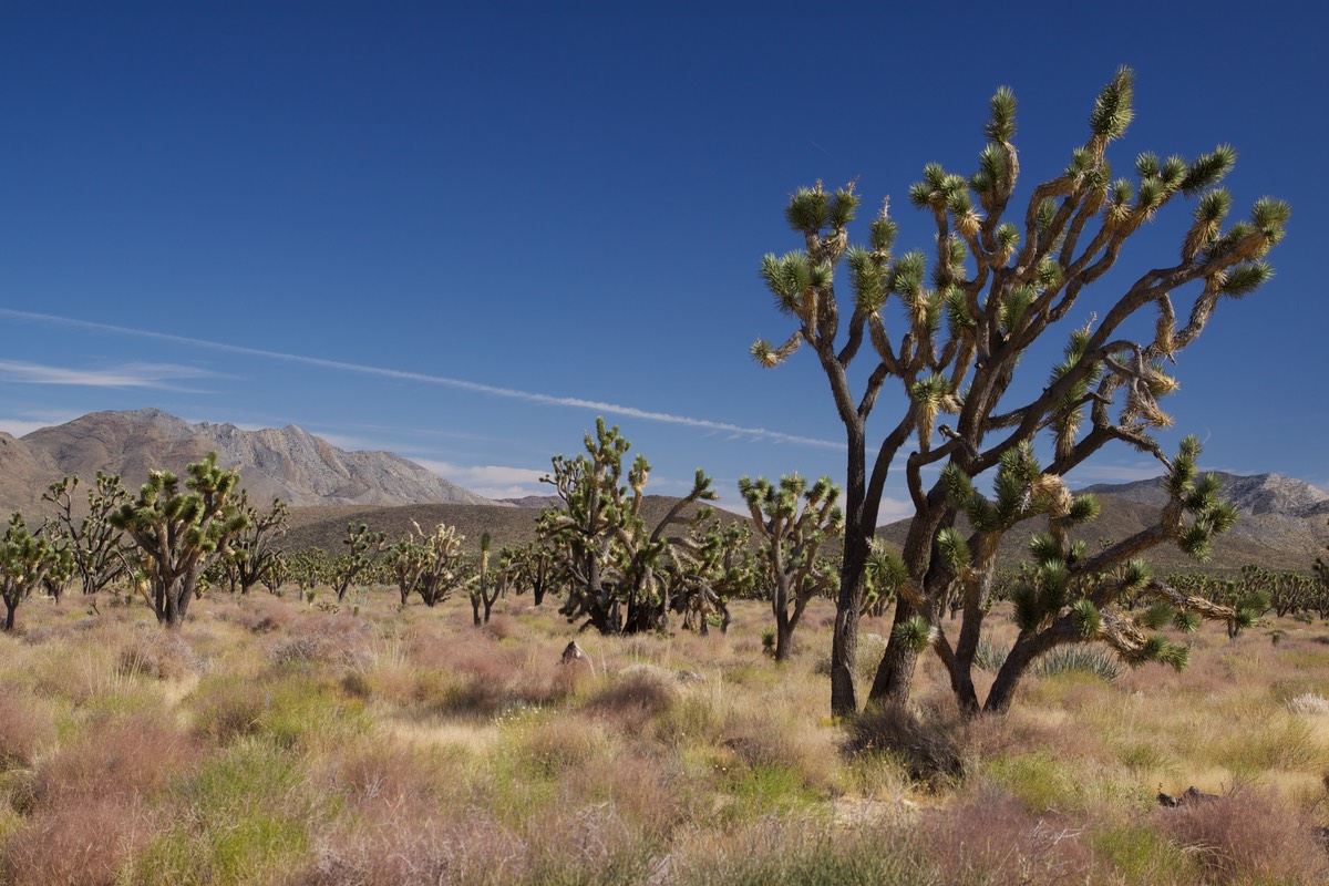 Joshua trees in Mojave National Preserve