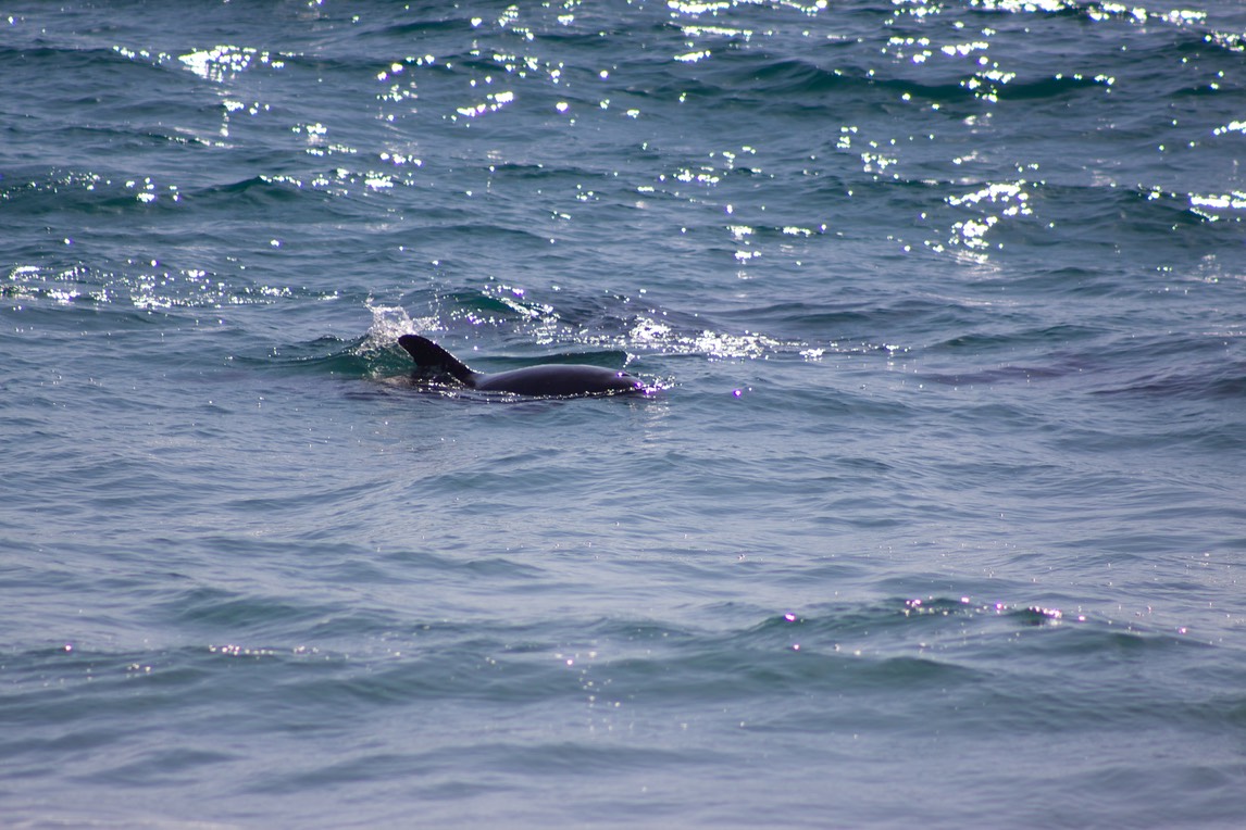 Dolfijn in de zee
