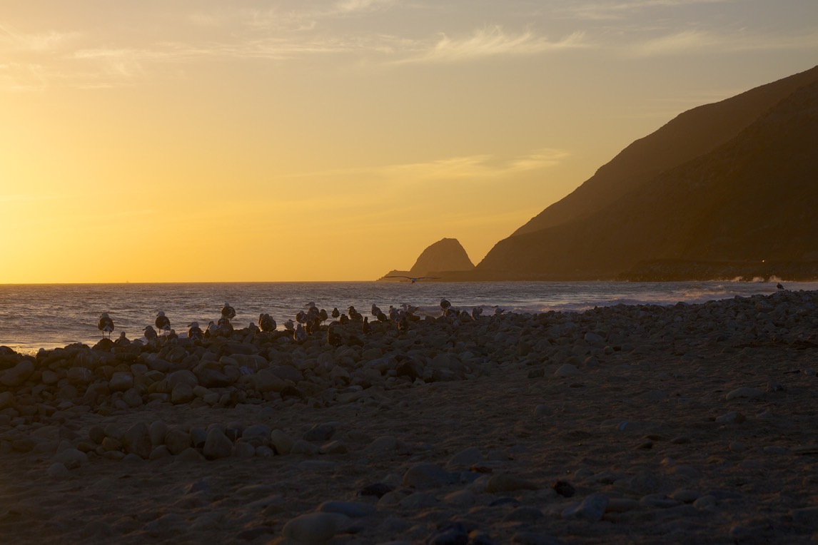 Meeuwen, strand en zonsondergang