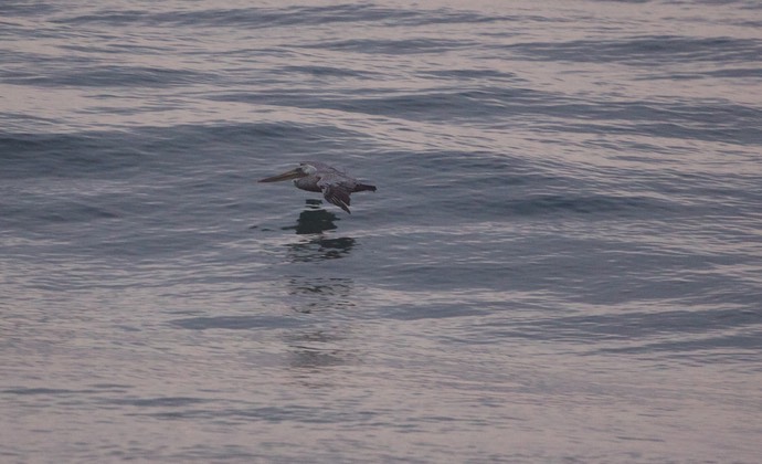 Pelikaan zweeft boven de golven