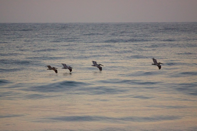 Pelikanen boven de zee