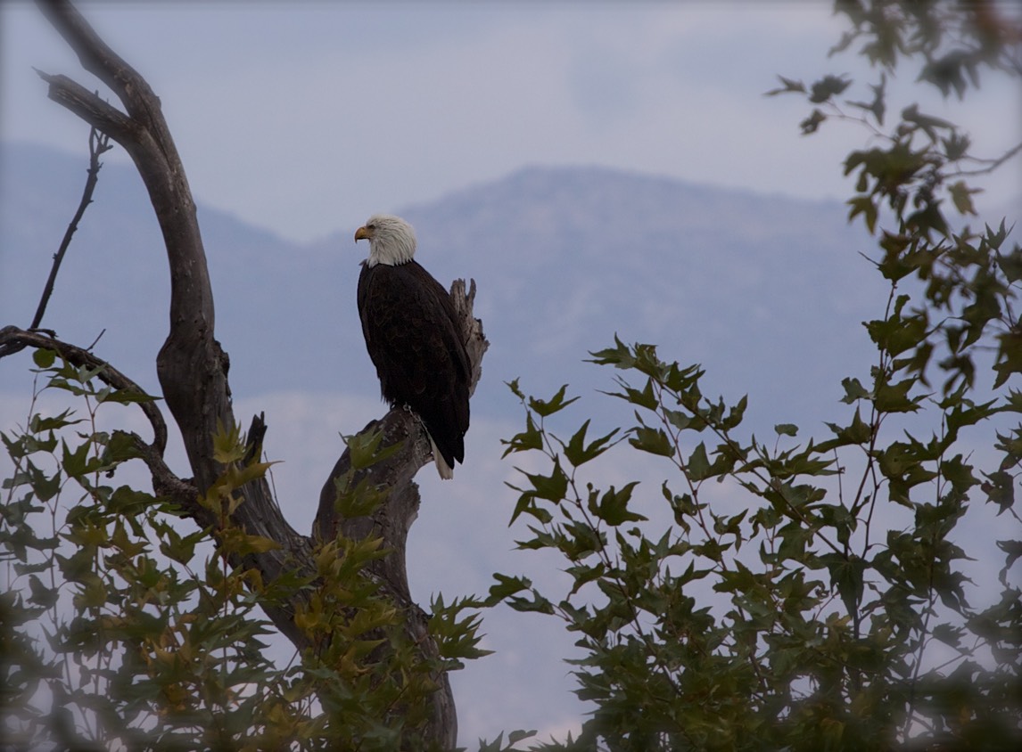 Bald Eagle