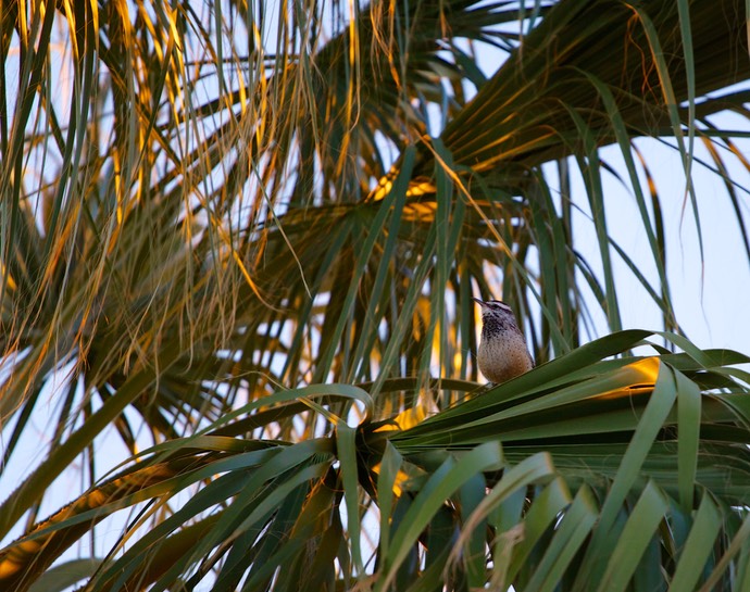 Vogeltje in een palmboom