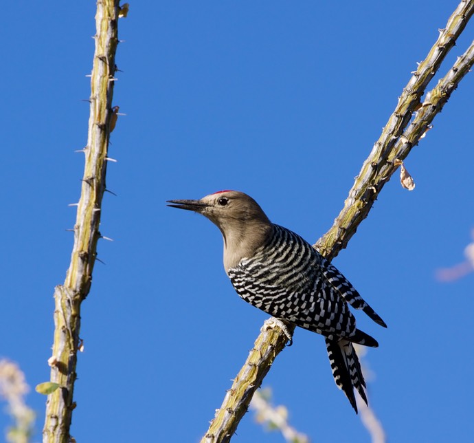 Woodpecker