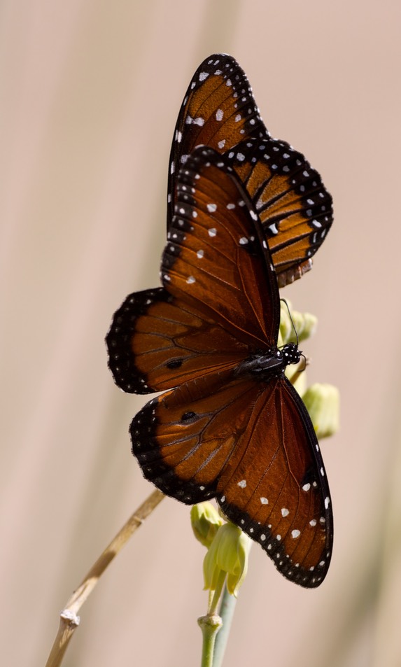 Vlinders