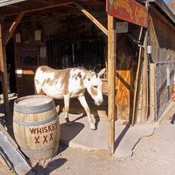 Ezels en Cowboys in Oatman