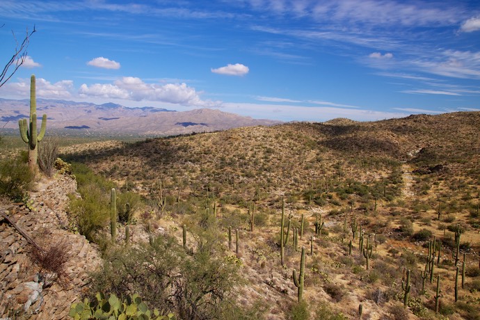 Saguaro national park